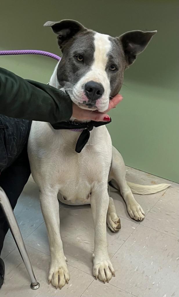 Enlarge Angel, a Adoptable mixed breed in Burnsville, NC image 5/6