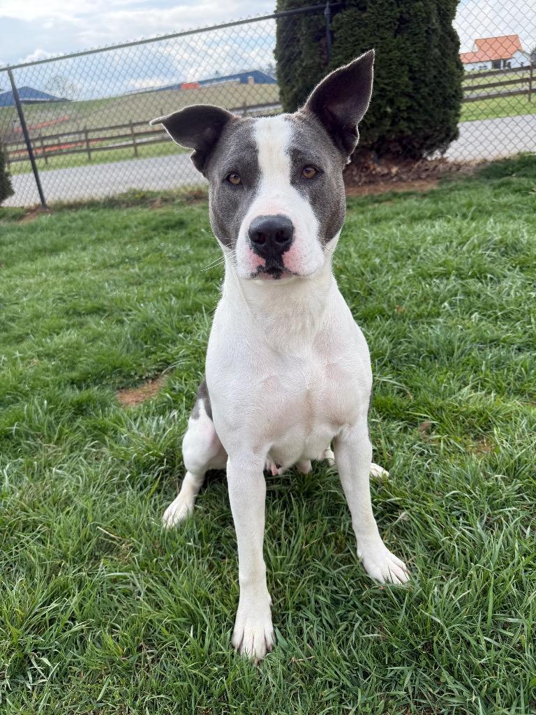 Enlarge Angel, a Adoptable mixed breed in Burnsville, NC image 6/6