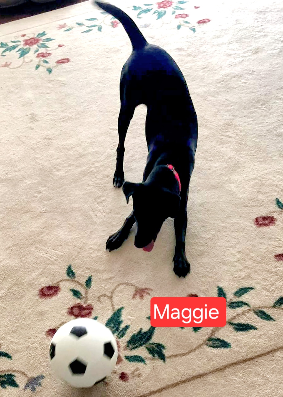 Dog for adoption Maggie, a Terrier Mix in Clinton, MO Petfinder