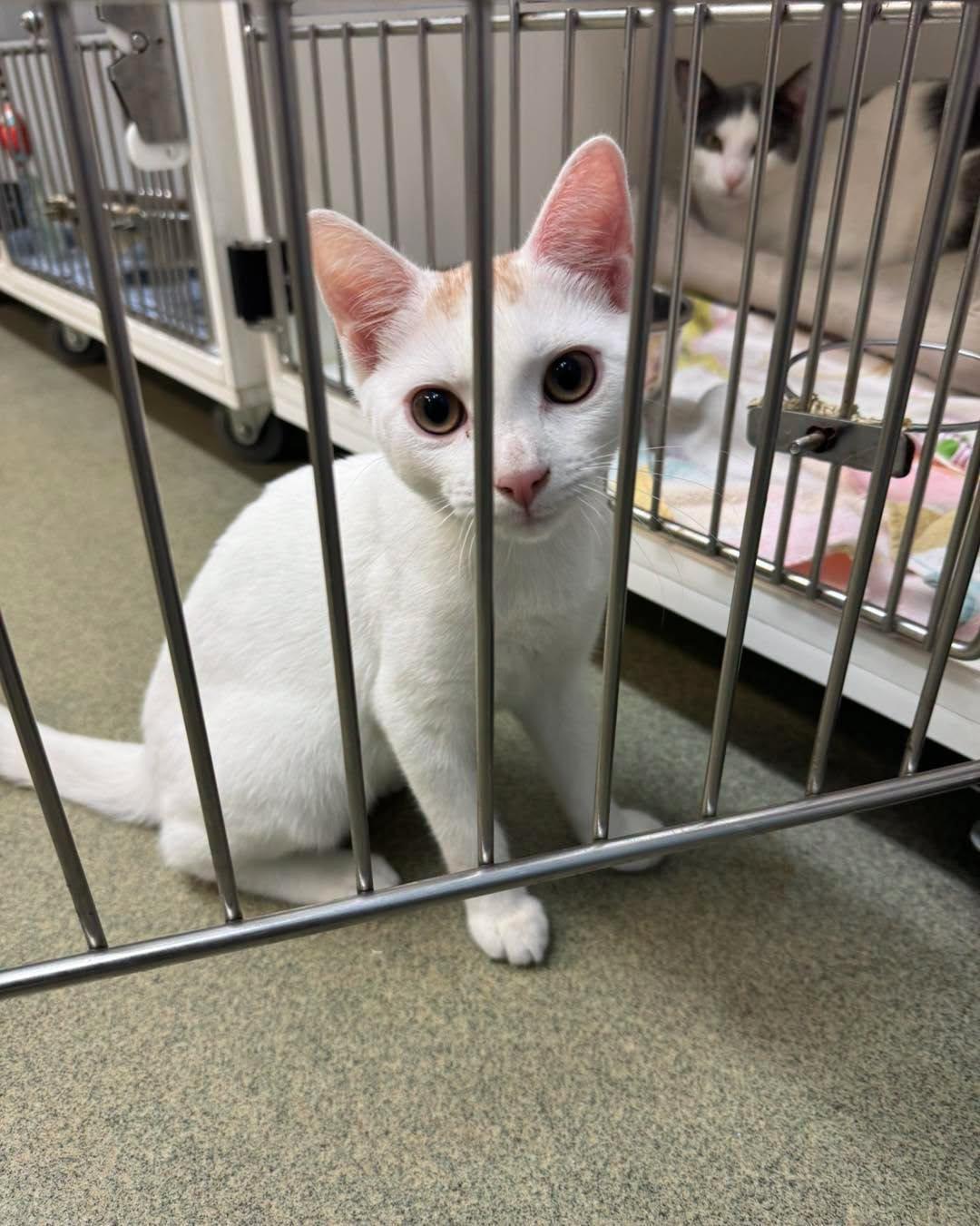 Bart Simpson, an adopted Domestic Short Hair in Bloomfield, NJ image 3/5