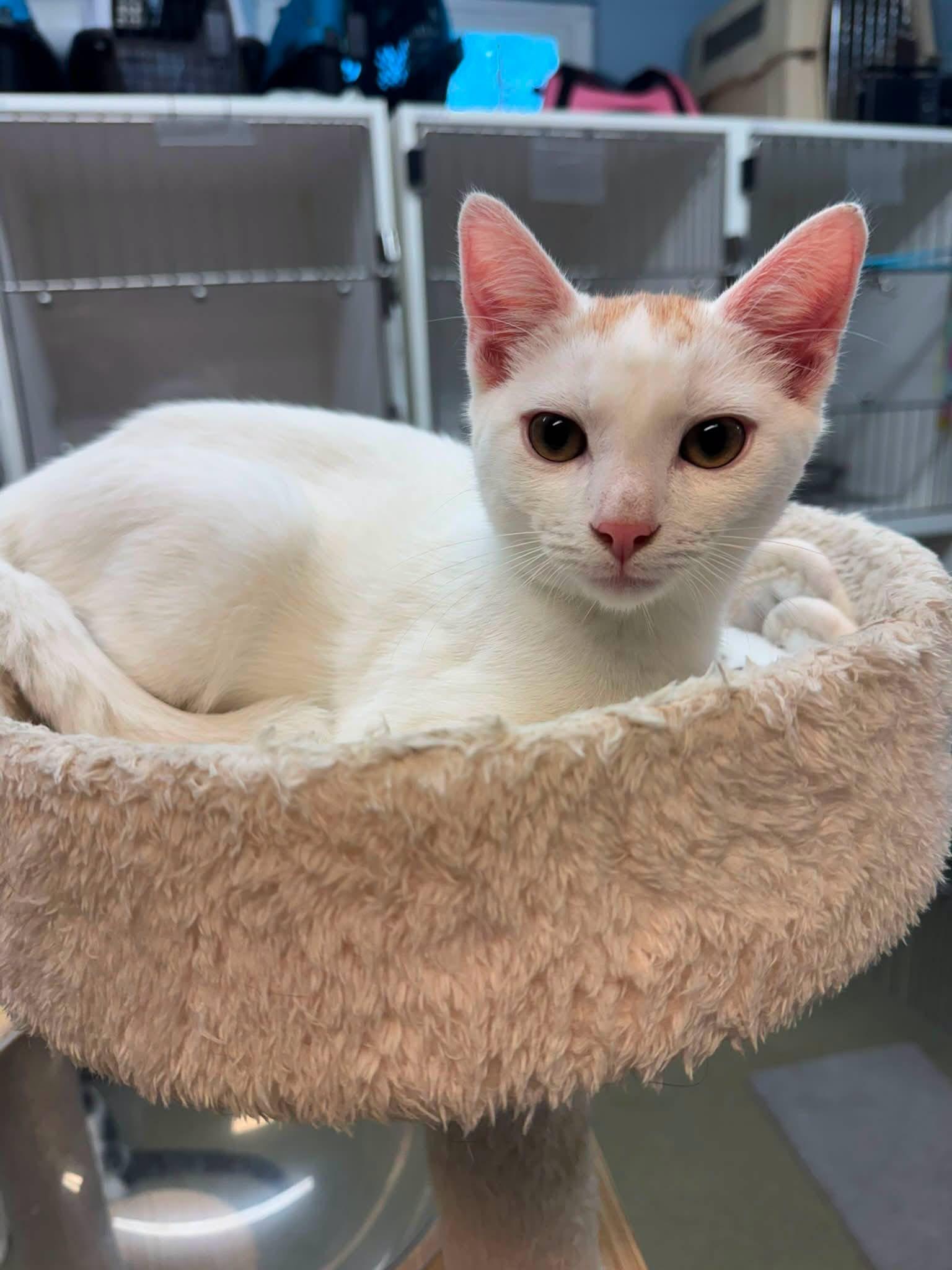 Bart Simpson, adopted, Young Male Domestic Short Hair.