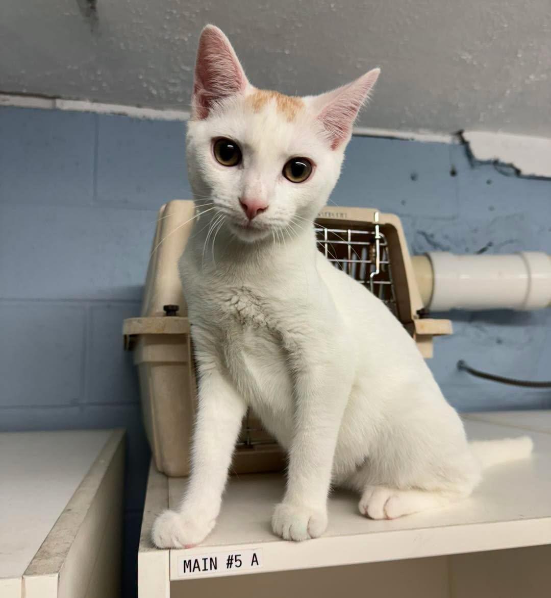 Bart Simpson, an adopted Domestic Short Hair in Bloomfield, NJ image 2/5