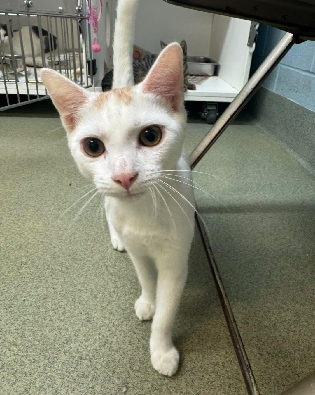 Bart Simpson, an adopted Domestic Short Hair in Bloomfield, NJ image 4/5