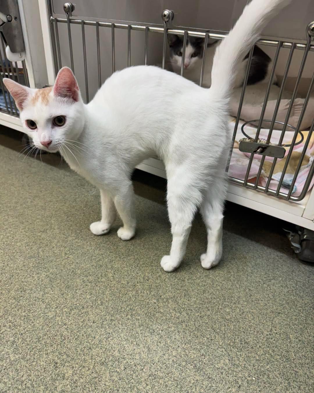 Bart Simpson, an adopted Domestic Short Hair in Bloomfield, NJ image 5/5
