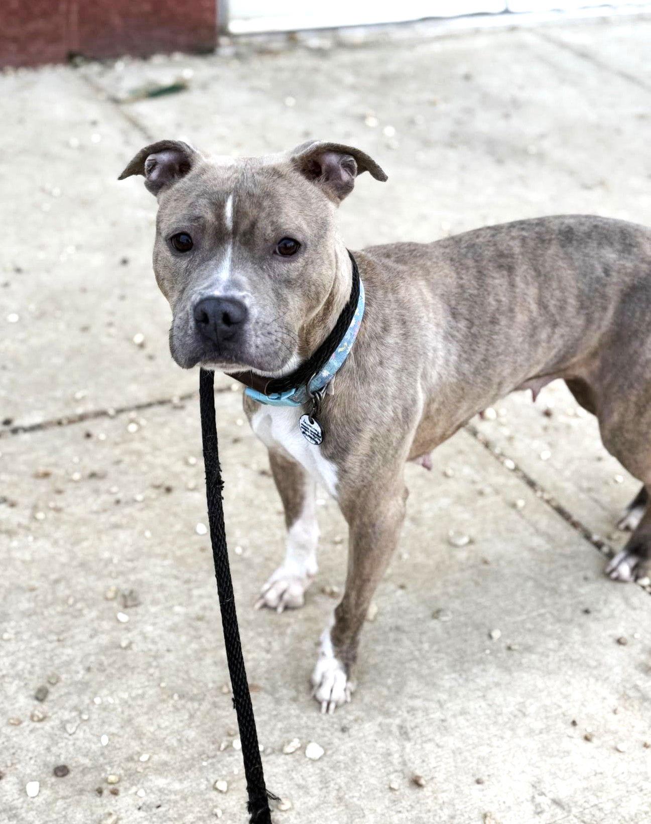 Enlarge Missy, a Adopted Pit Bull Terrier in Rockville, MD image 1/1