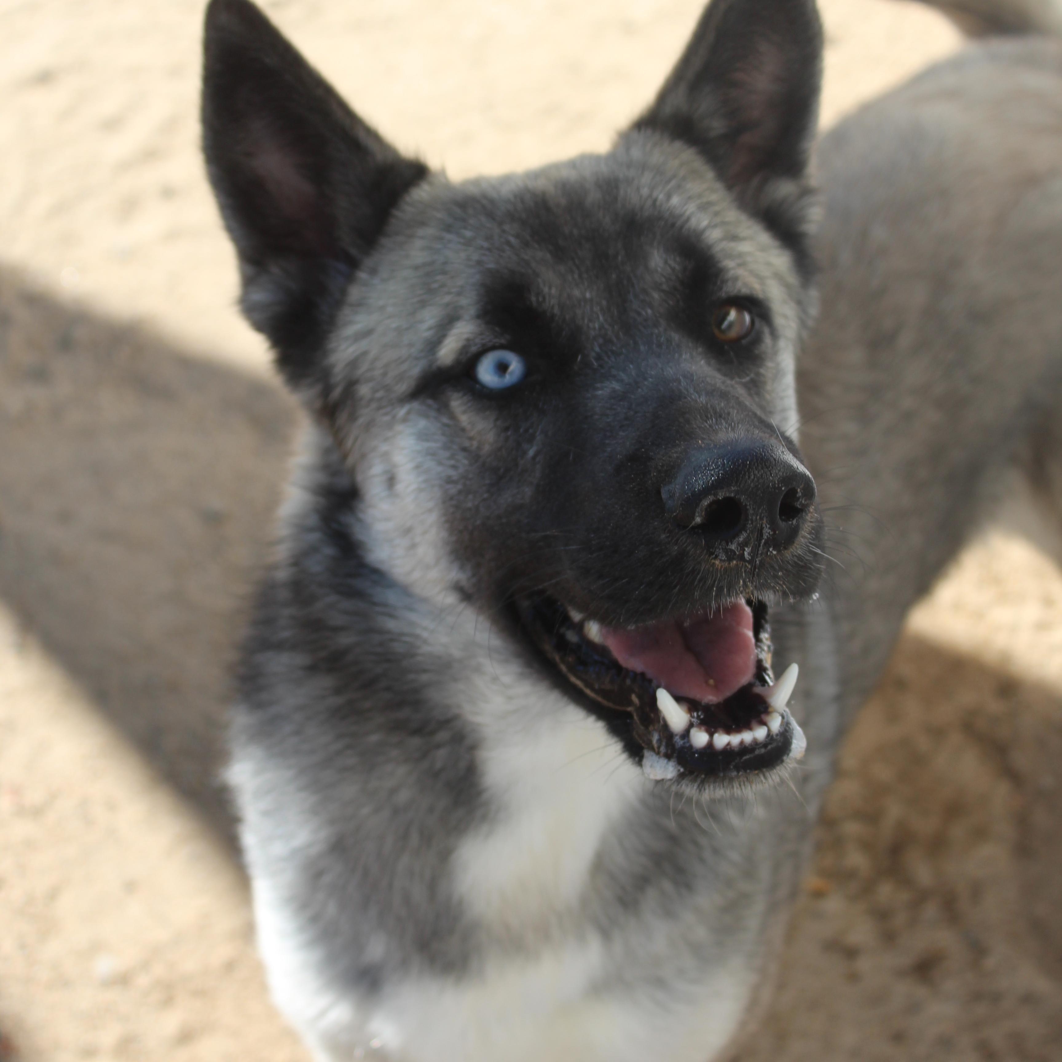 Enlarge Storm, a Adoptable mixed breed in Yucca Valley, CA image 1/1