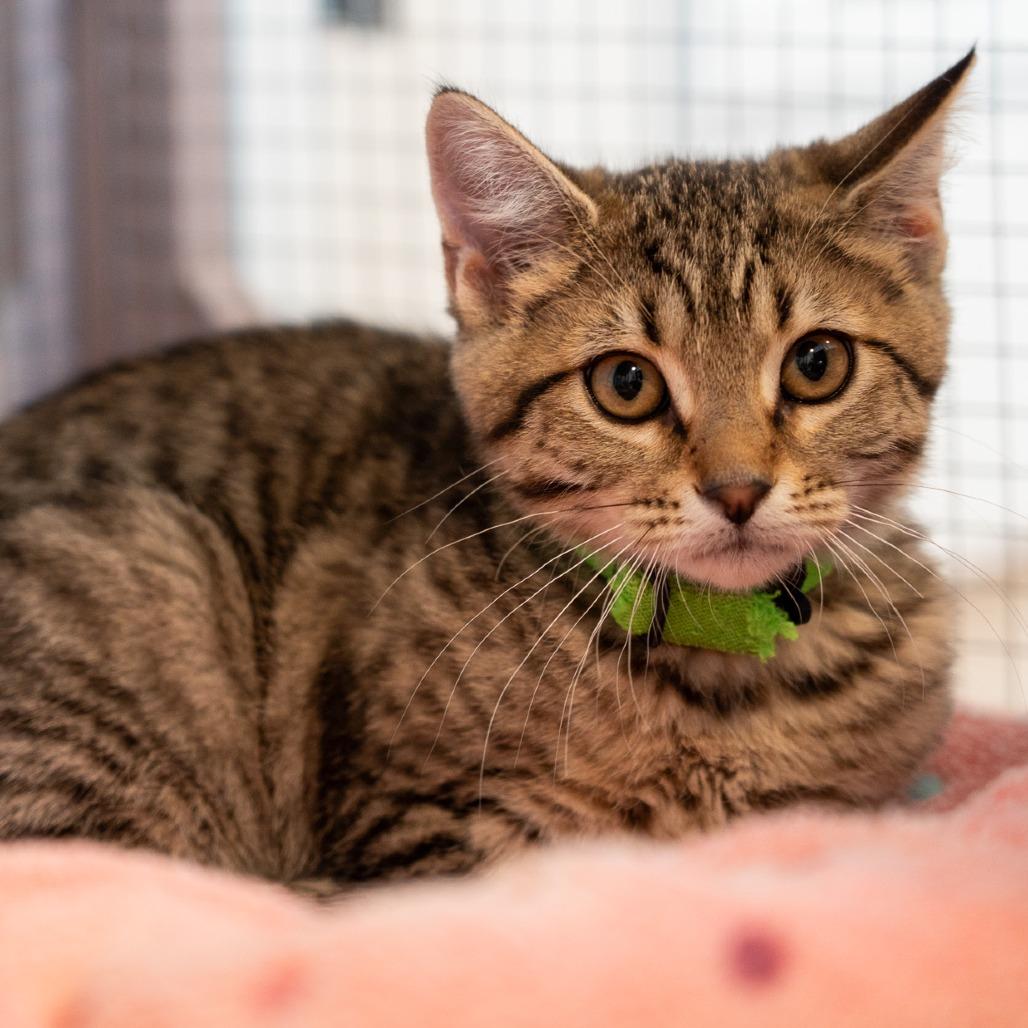 Wasabi, a Adoptable Domestic Short Hair in Durango, CO image 1/2