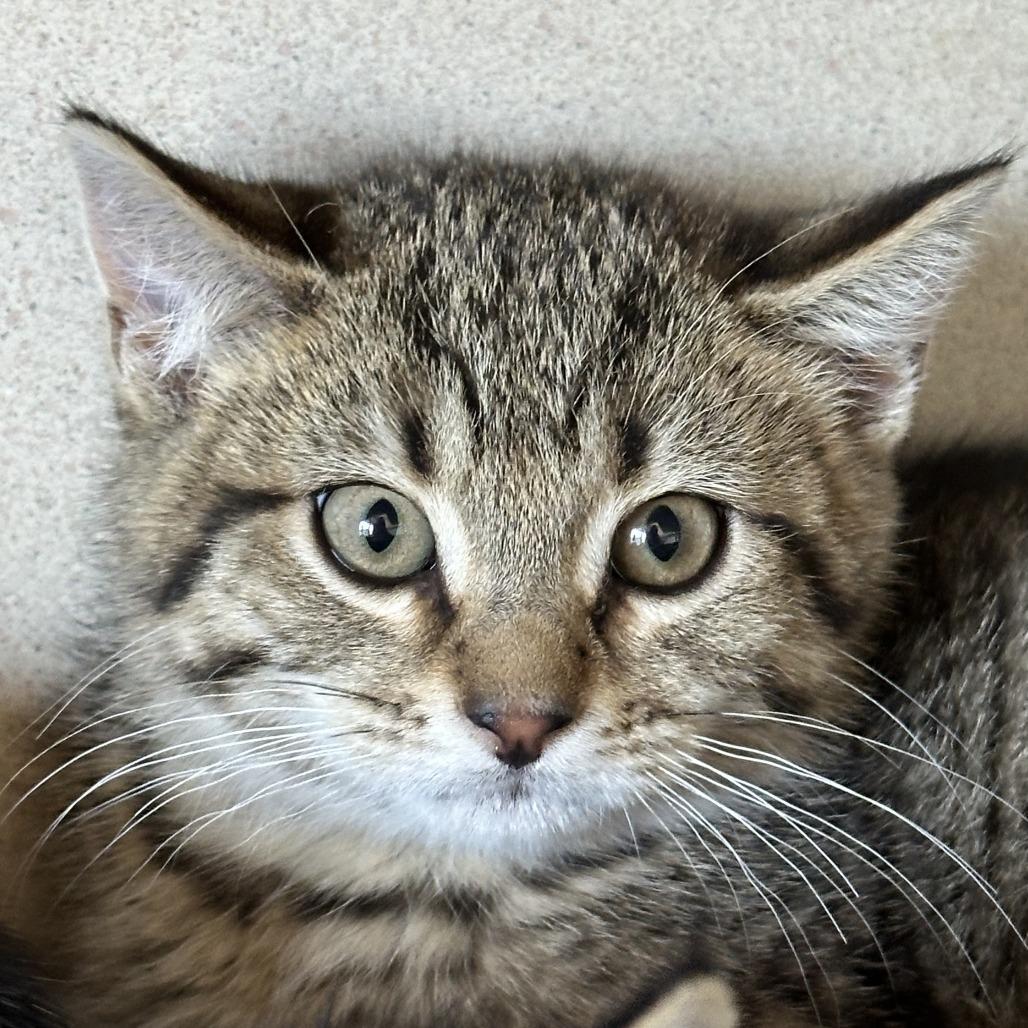 Wasabi, a Adoptable Domestic Short Hair in Durango, CO image 2/2
