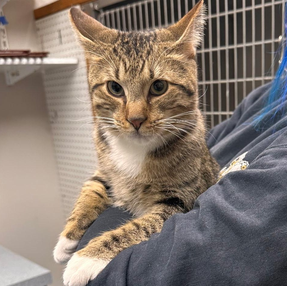 Sophie & Finnegan , a ADOPTABLE Domestic Short Hair in Clifton, NJ image 6/6