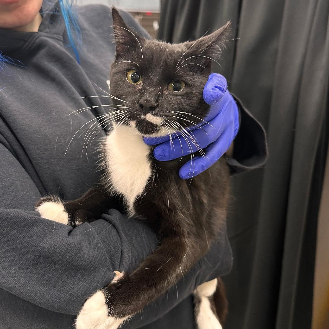 Sophie & Finnegan , a ADOPTABLE Domestic Short Hair in Clifton, NJ image 4/6