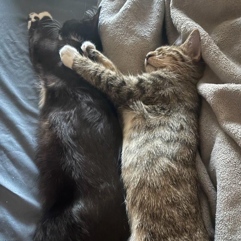 Siren & Finn Coming In, a ADOPTABLE Domestic Short Hair in Clifton, NJ image 2/3