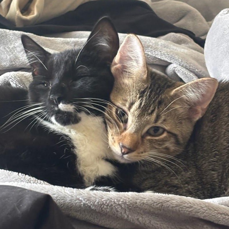 Siren & Finn Coming In, a ADOPTABLE Domestic Short Hair in Clifton, NJ image 1/3