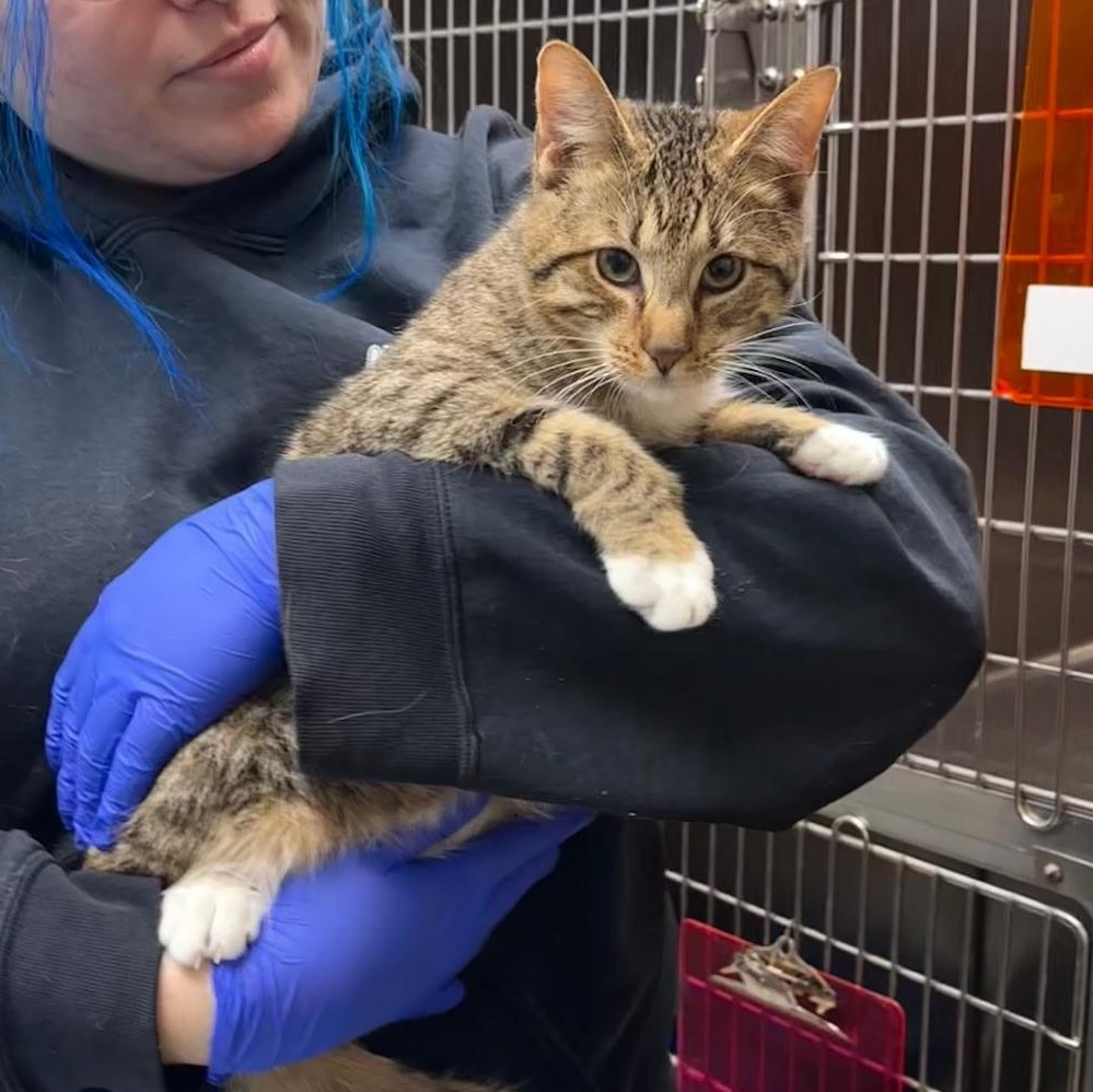 Sophie & Finnegan , a ADOPTABLE Domestic Short Hair in Clifton, NJ image 5/6