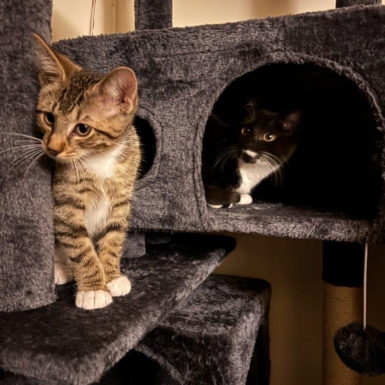 Siren & Finn Coming In, a ADOPTABLE Domestic Short Hair in Clifton, NJ image 3/3