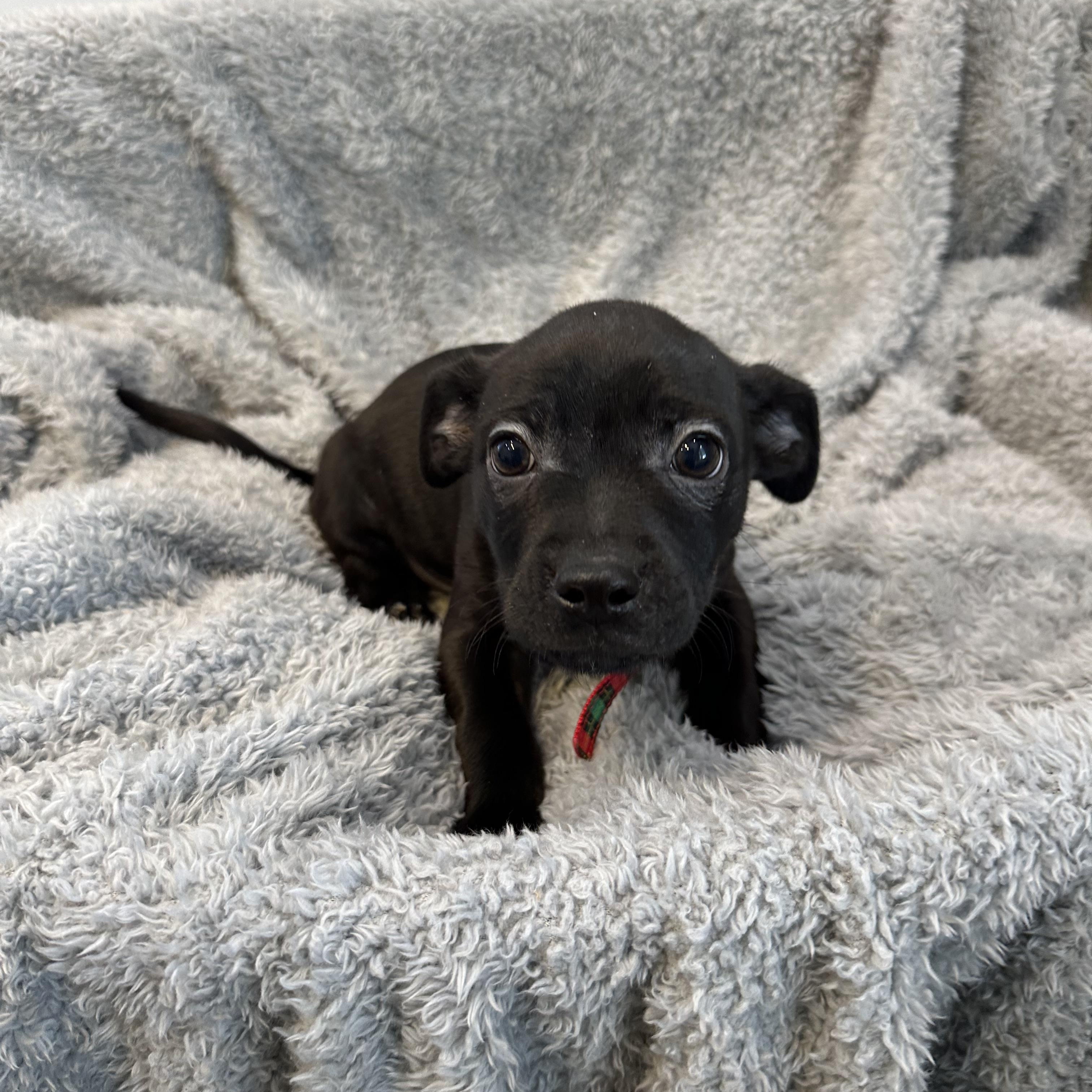 Enlarge Dyson , an adopted mixed breed in Lawrenceville, GA image 4/4