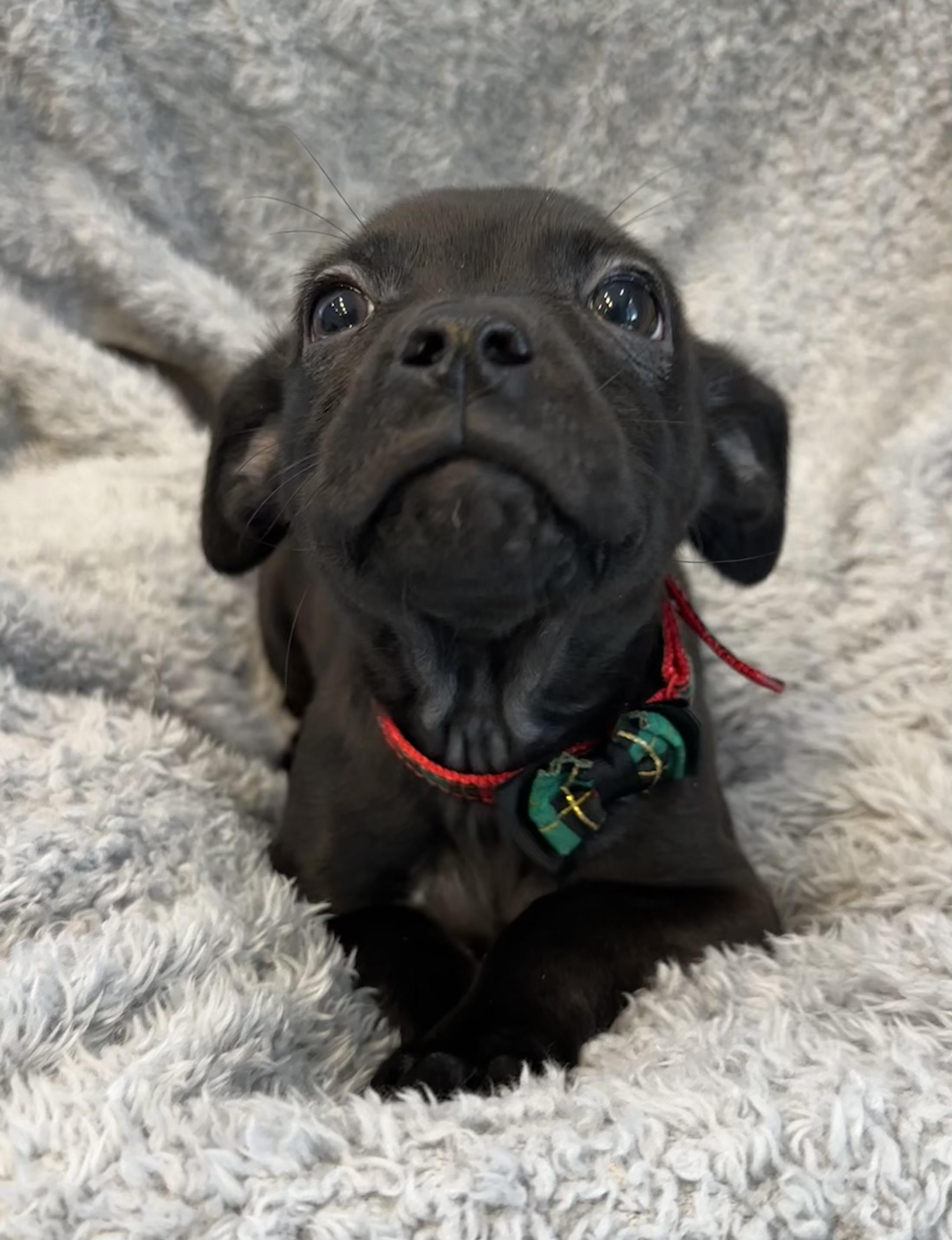 Enlarge Dyson , an adopted mixed breed in Lawrenceville, GA image 3/4