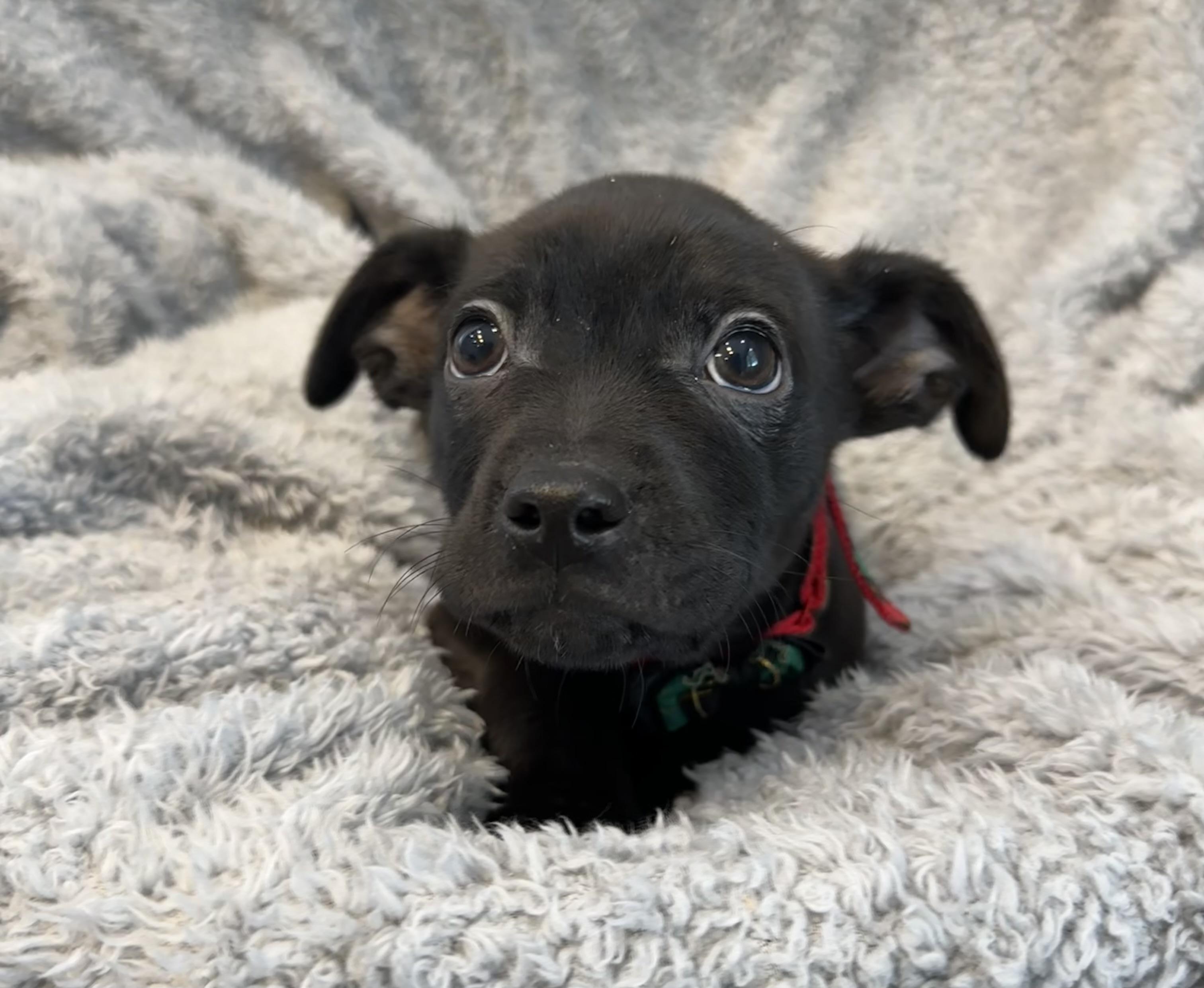 Enlarge Dyson , an adopted mixed breed in Lawrenceville, GA image 1/4
