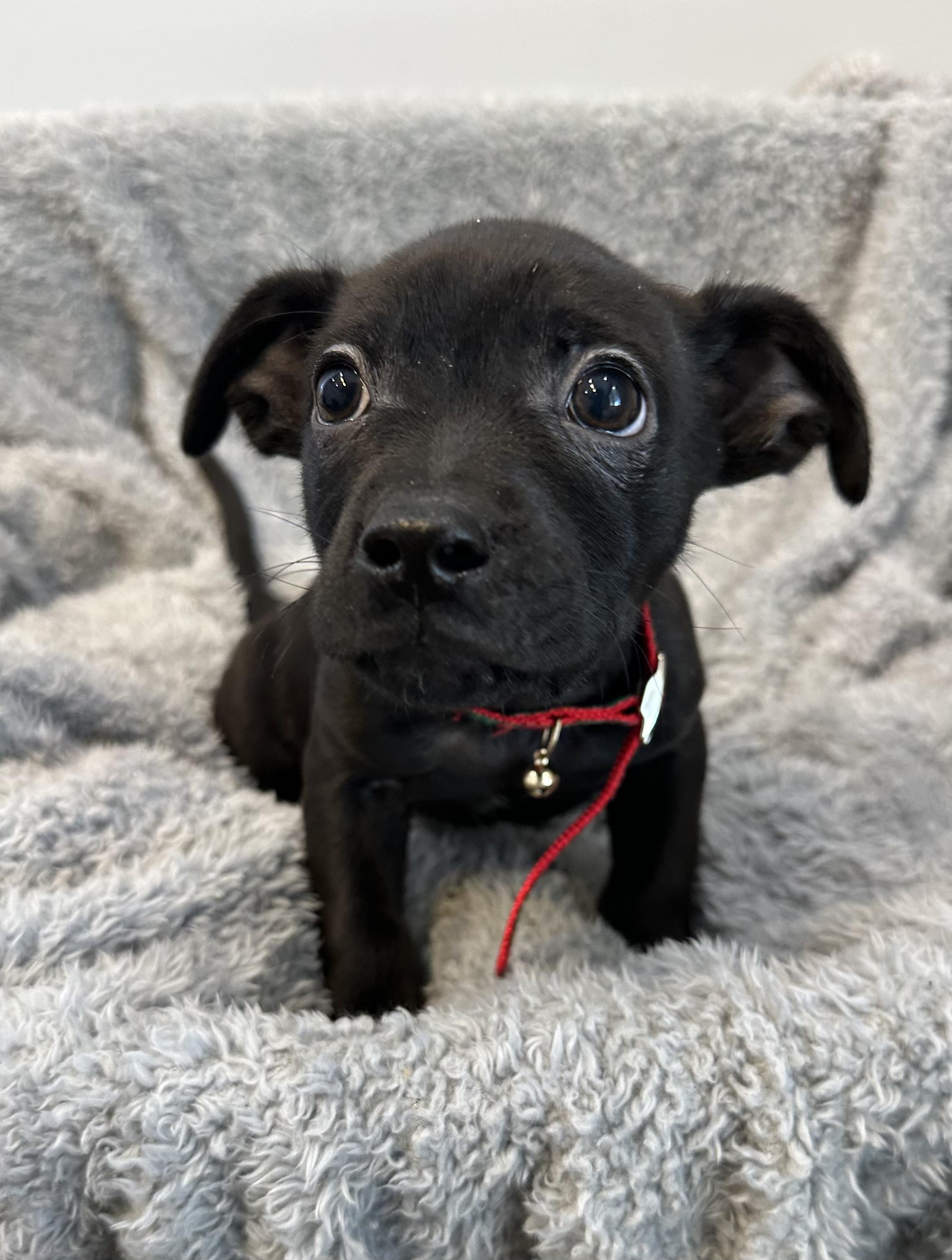 Enlarge Dyson , an adopted mixed breed in Lawrenceville, GA image 2/4