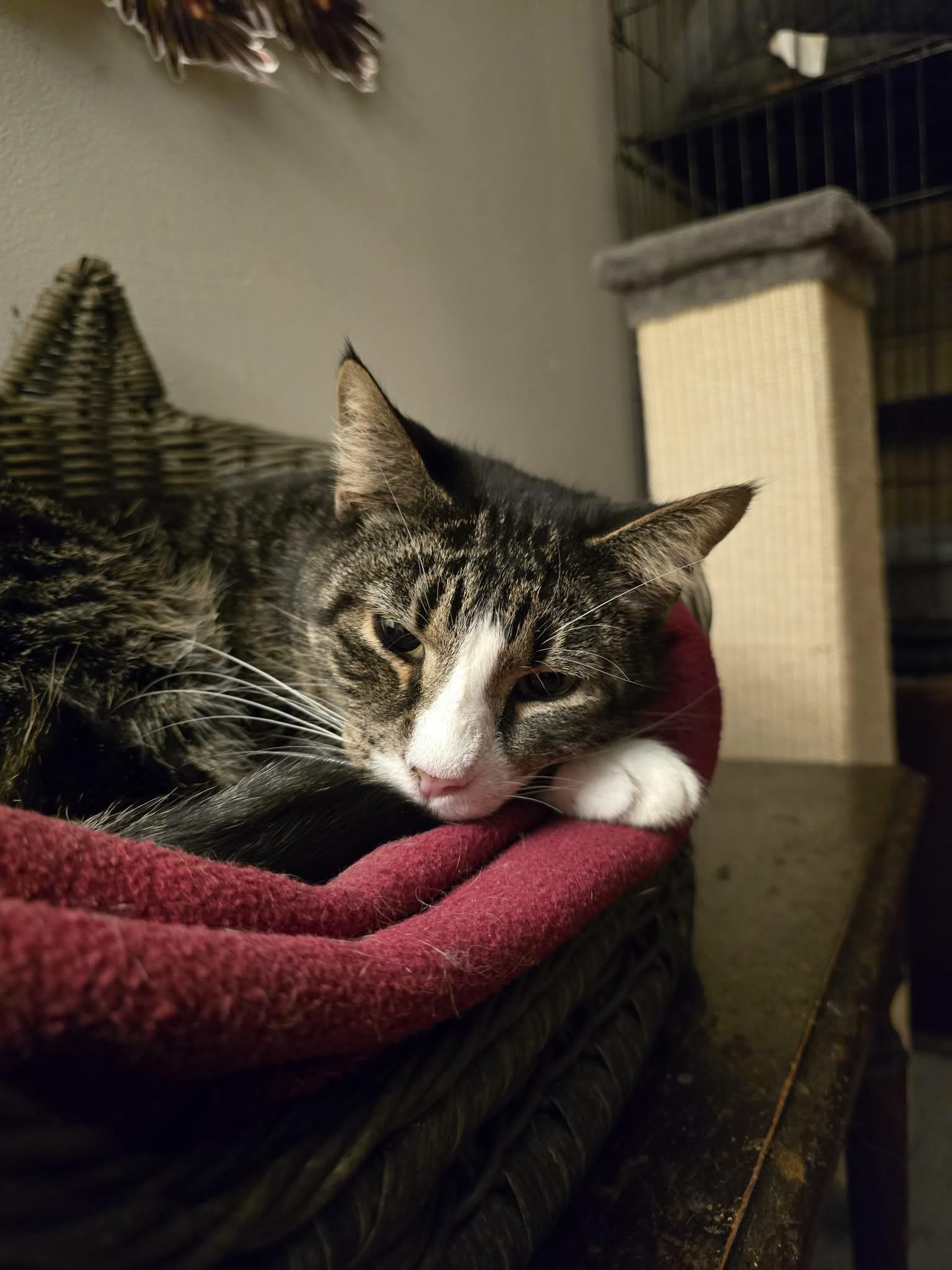 Aaron (sweet senior), a Adoptable Tabby image 1/5