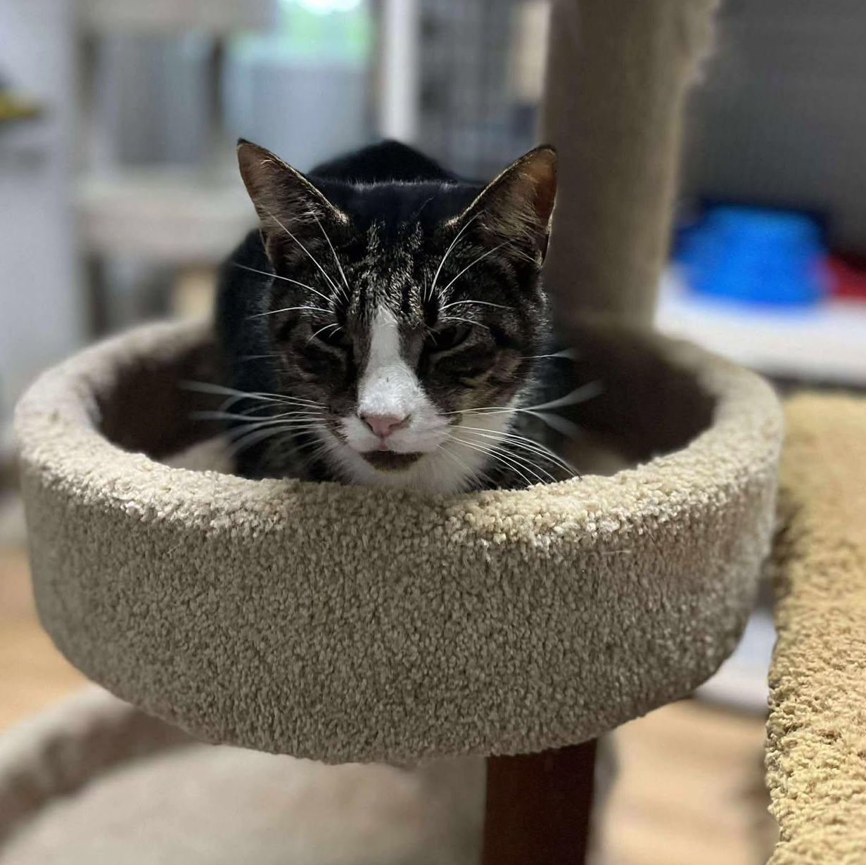 Aaron (sweet senior), a Adoptable Tabby image 5/5