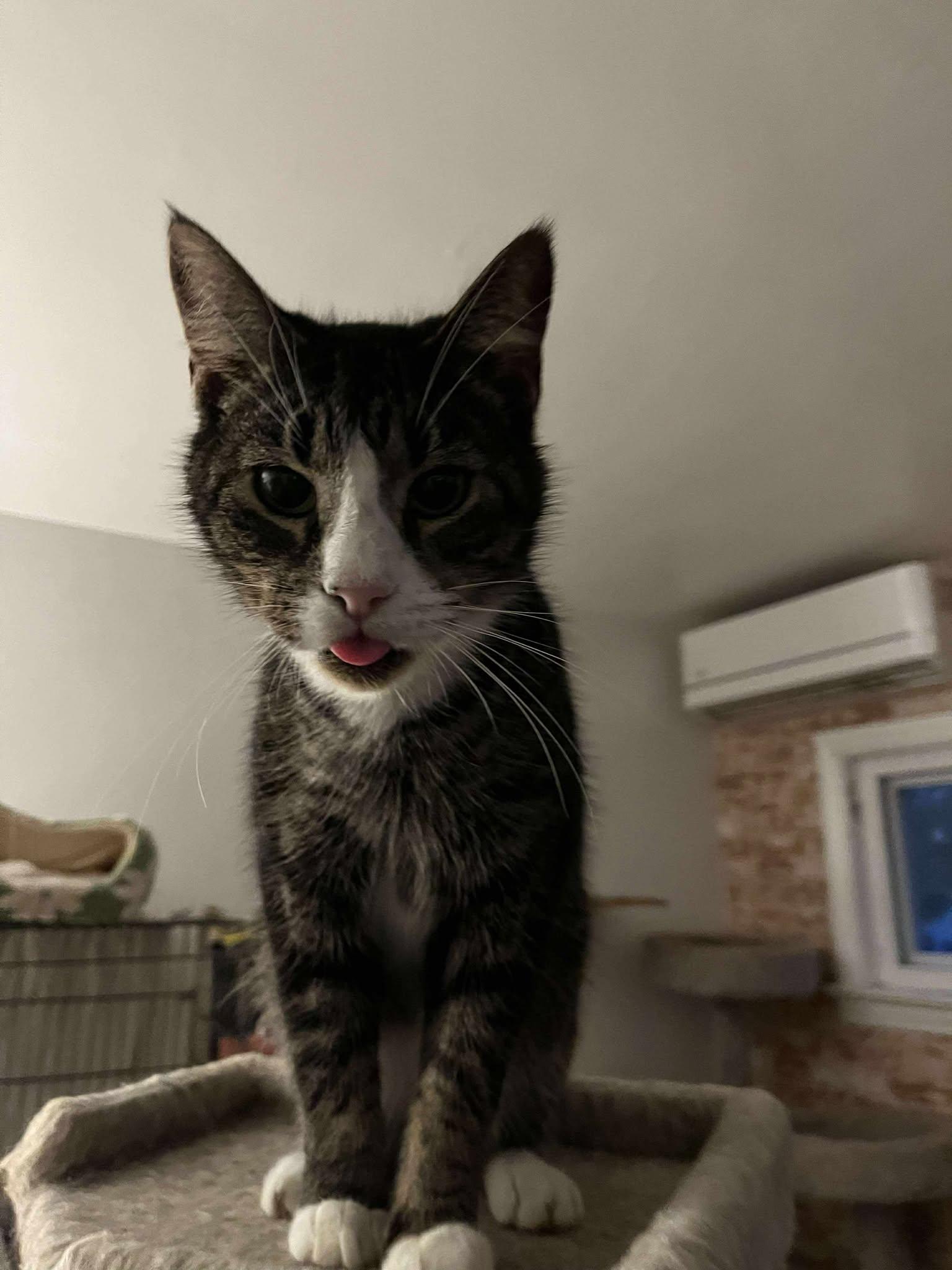 Aaron (sweet senior), a Adoptable Tabby image 3/5