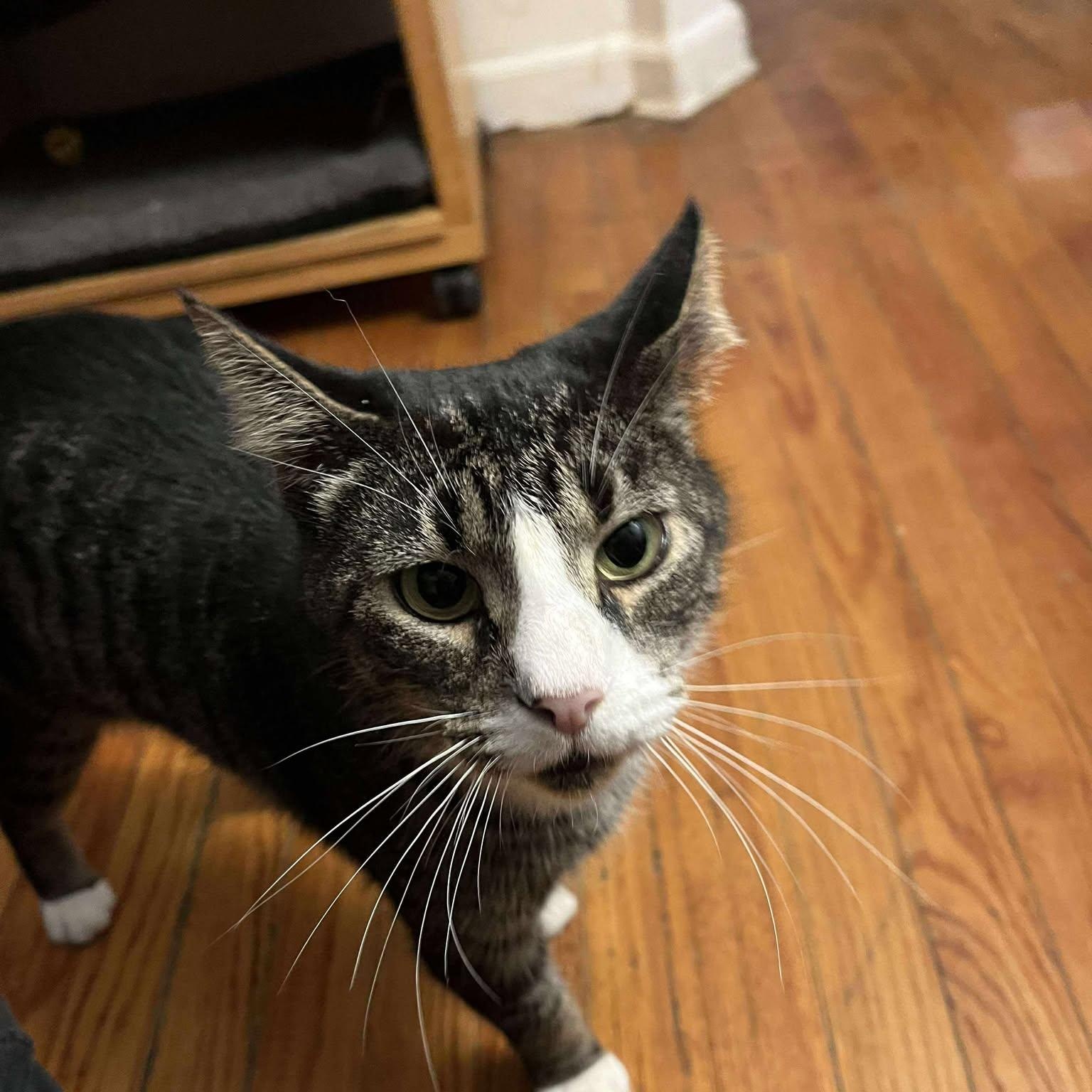 Aaron (sweet senior), Adoptable, Senior Male Tabby.
