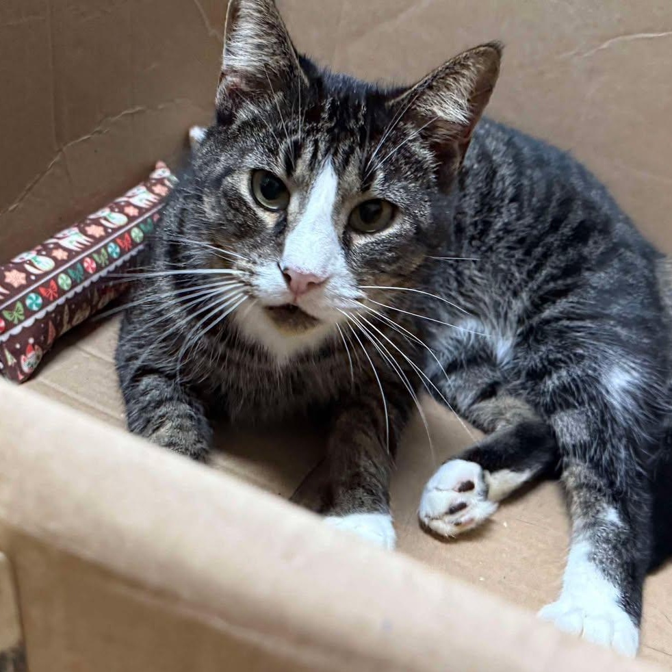 Aaron (sweet senior), Adoptable, Senior Male Tabby.