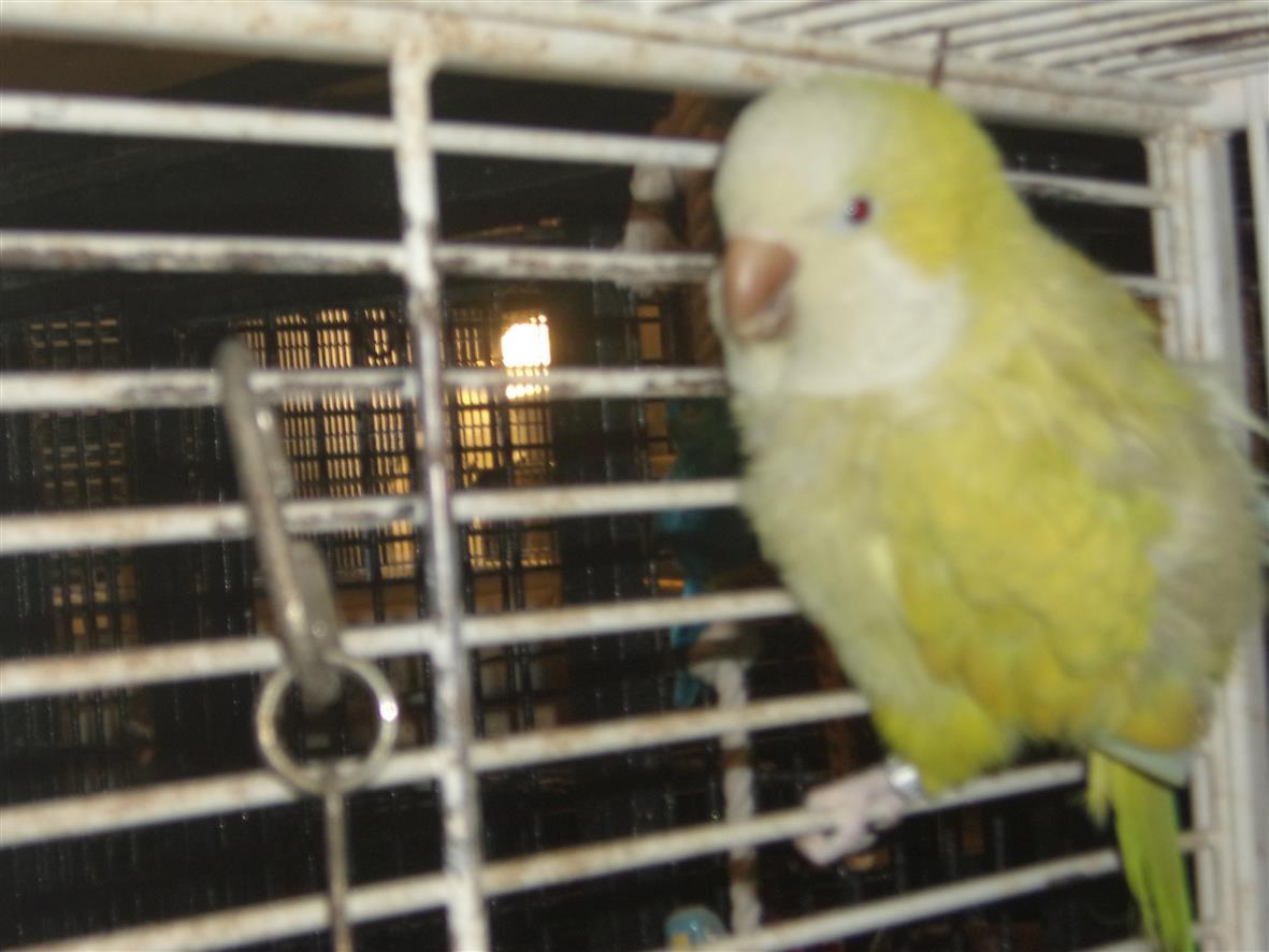 Enlarge Quaker-yellow-green, a ADOPTABLE Quaker Parakeet in Brecksville, OH image 1/3