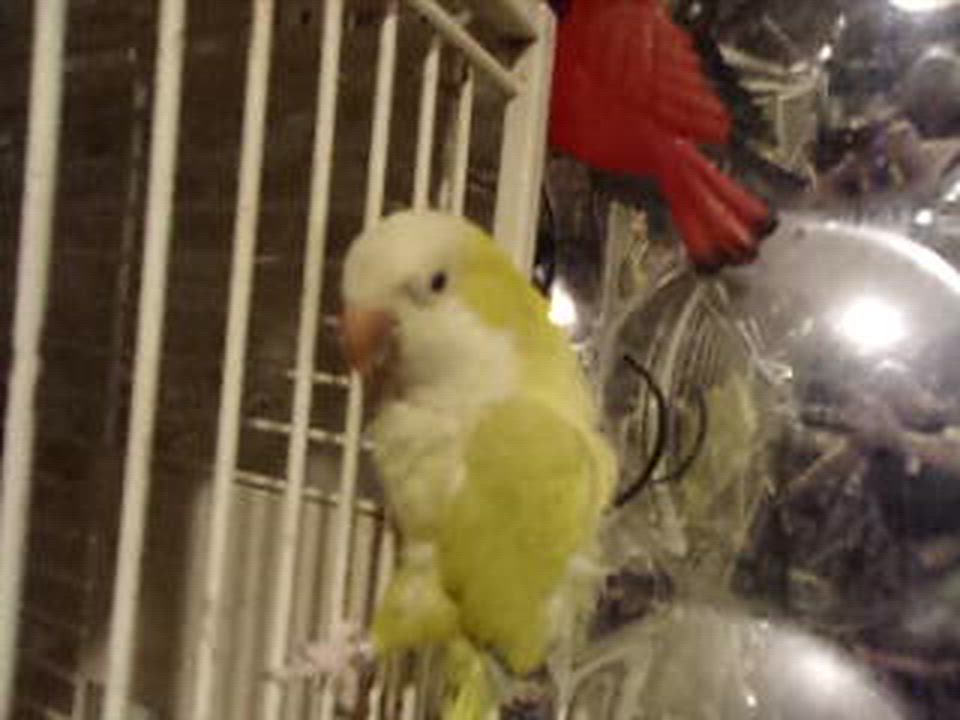 Enlarge Quaker-yellow-green, a ADOPTABLE Quaker Parakeet in Brecksville, OH video 3/3