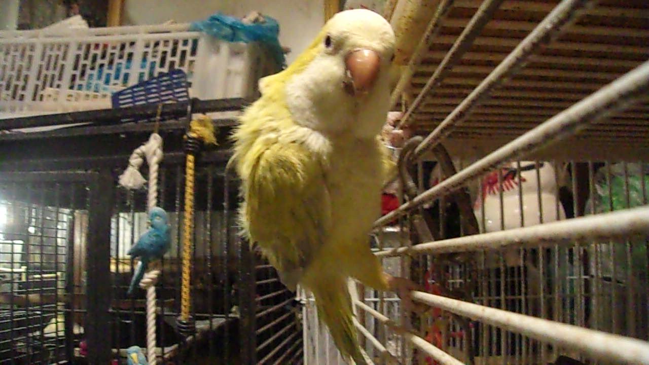 Enlarge Quaker-yellow-green, a ADOPTABLE Quaker Parakeet in Brecksville, OH video 2/3