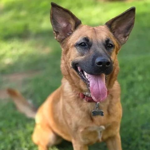 Krissy, Adoptable, Adult Female German Shepherd Dog.