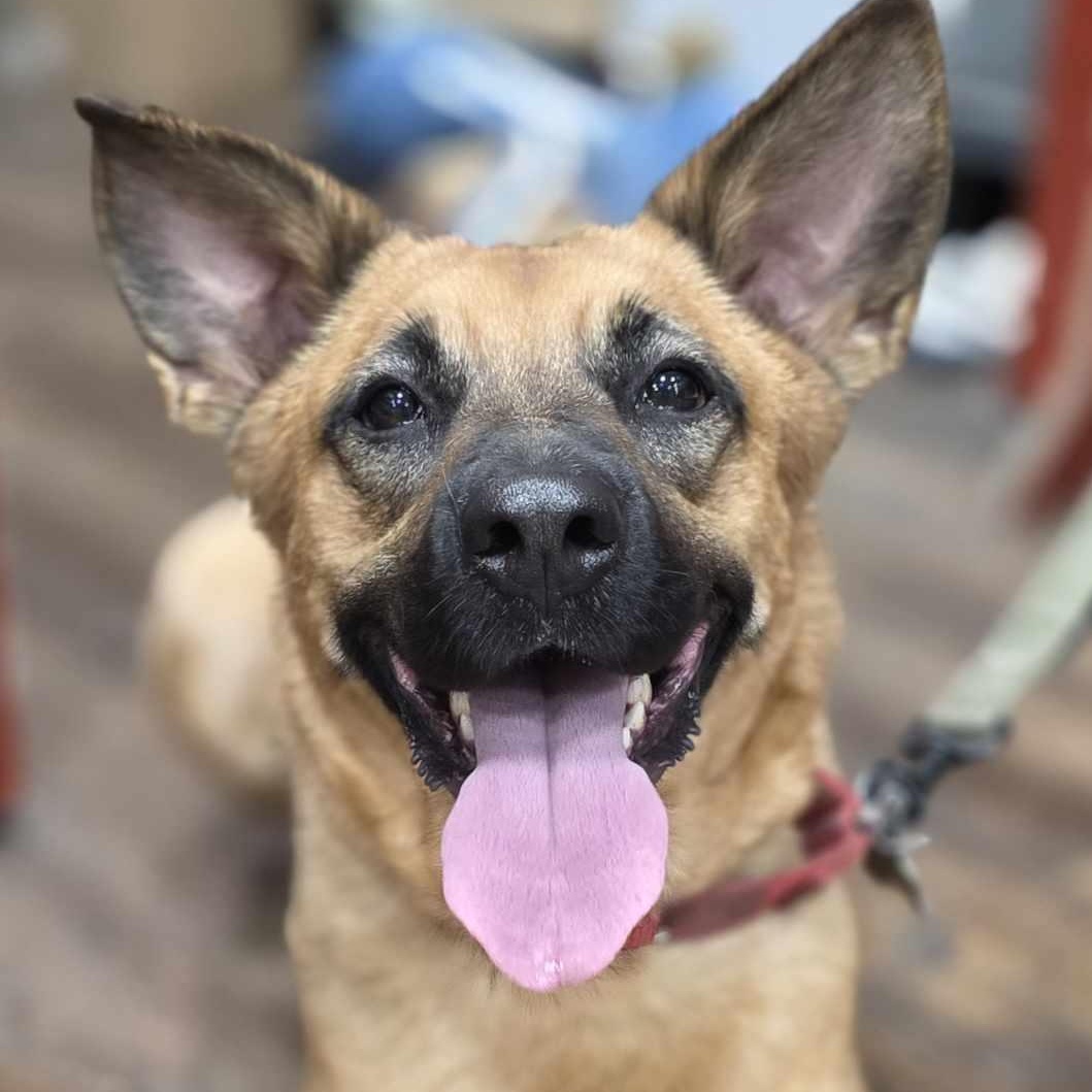 Enlarge Krissy, a Adoptable mixed breed in Fishkill, NY image 5/6