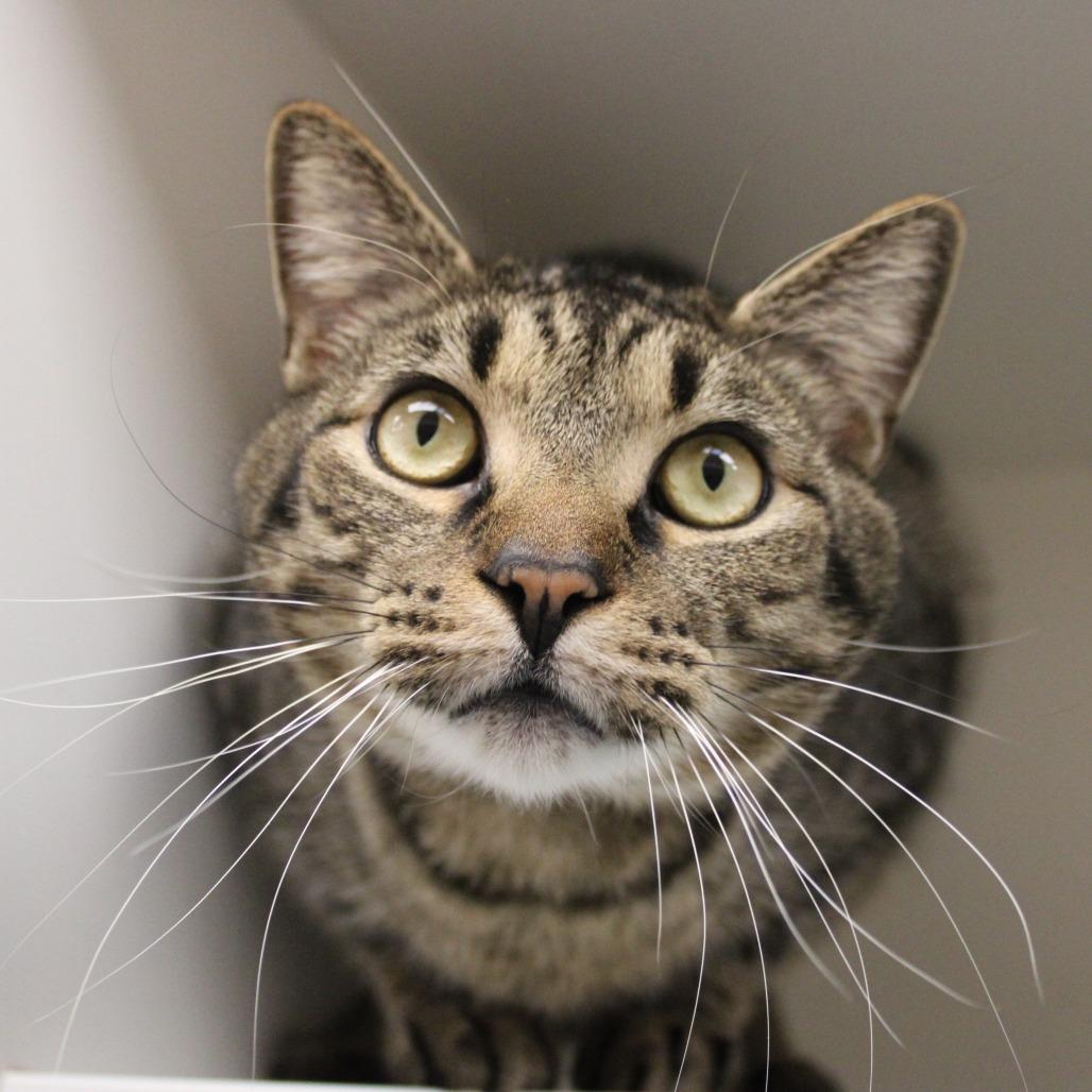 Felix, Adoptable, Adult Male Domestic Short Hair.