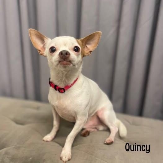 Quincey, Adoptable, Adult Male Chihuahua.