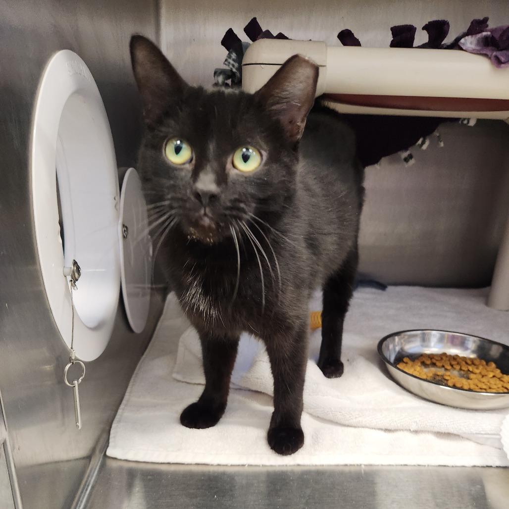 Fairy Godmother, Adoptable, Young Female Domestic Short Hair.