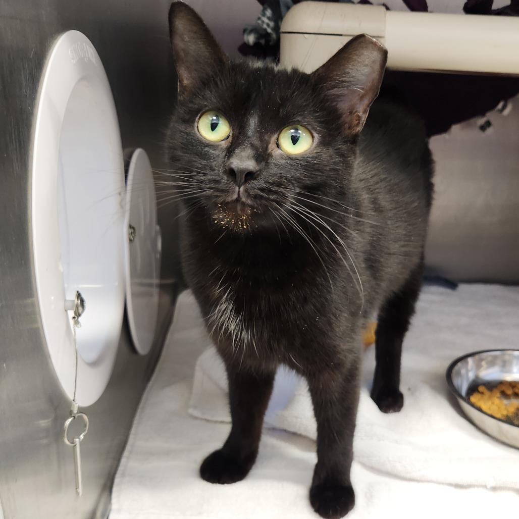 Fairy Godmother, a Adoptable Domestic Short Hair in Fort Wayne, IN image 2/5