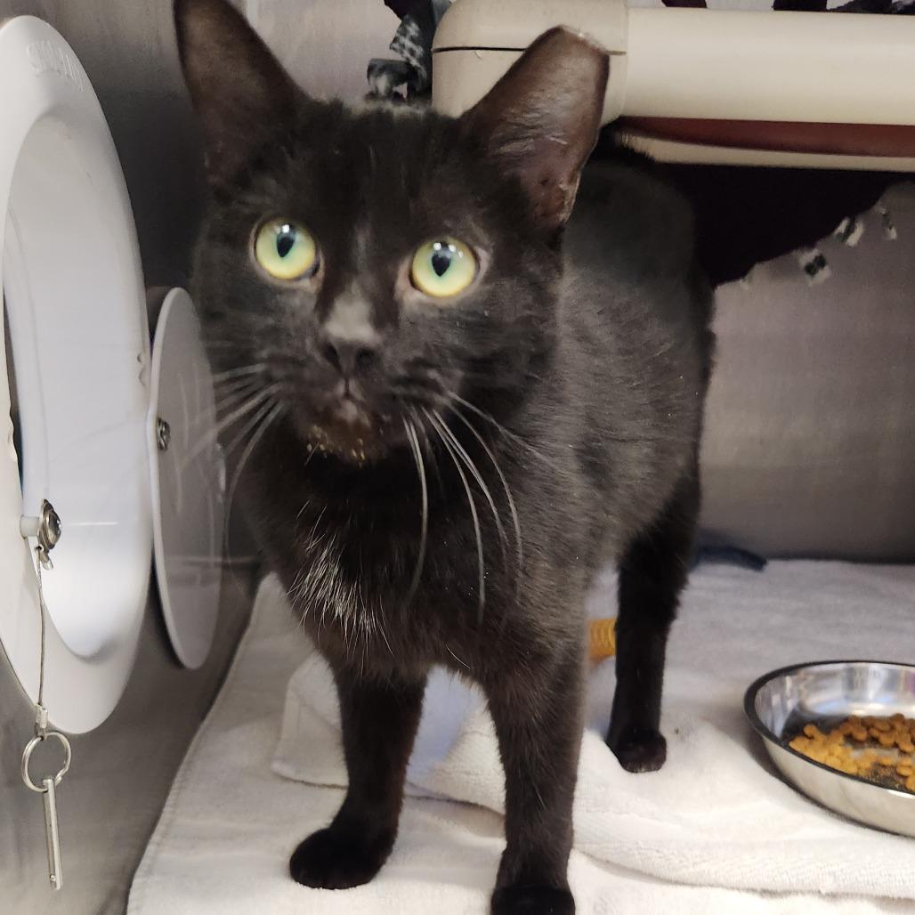 Fairy Godmother, a Adoptable Domestic Short Hair in Fort Wayne, IN image 3/5