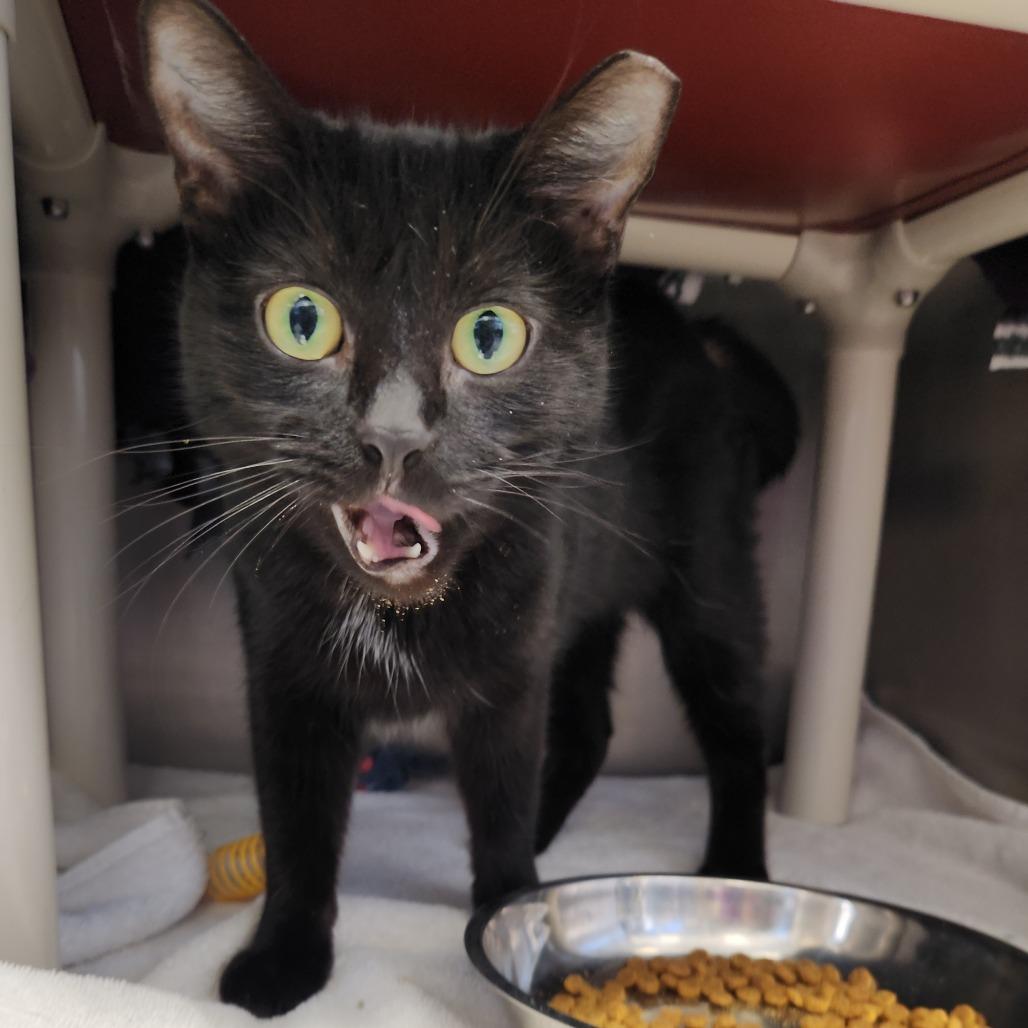 Fairy Godmother, a Adoptable Domestic Short Hair in Fort Wayne, IN image 4/5