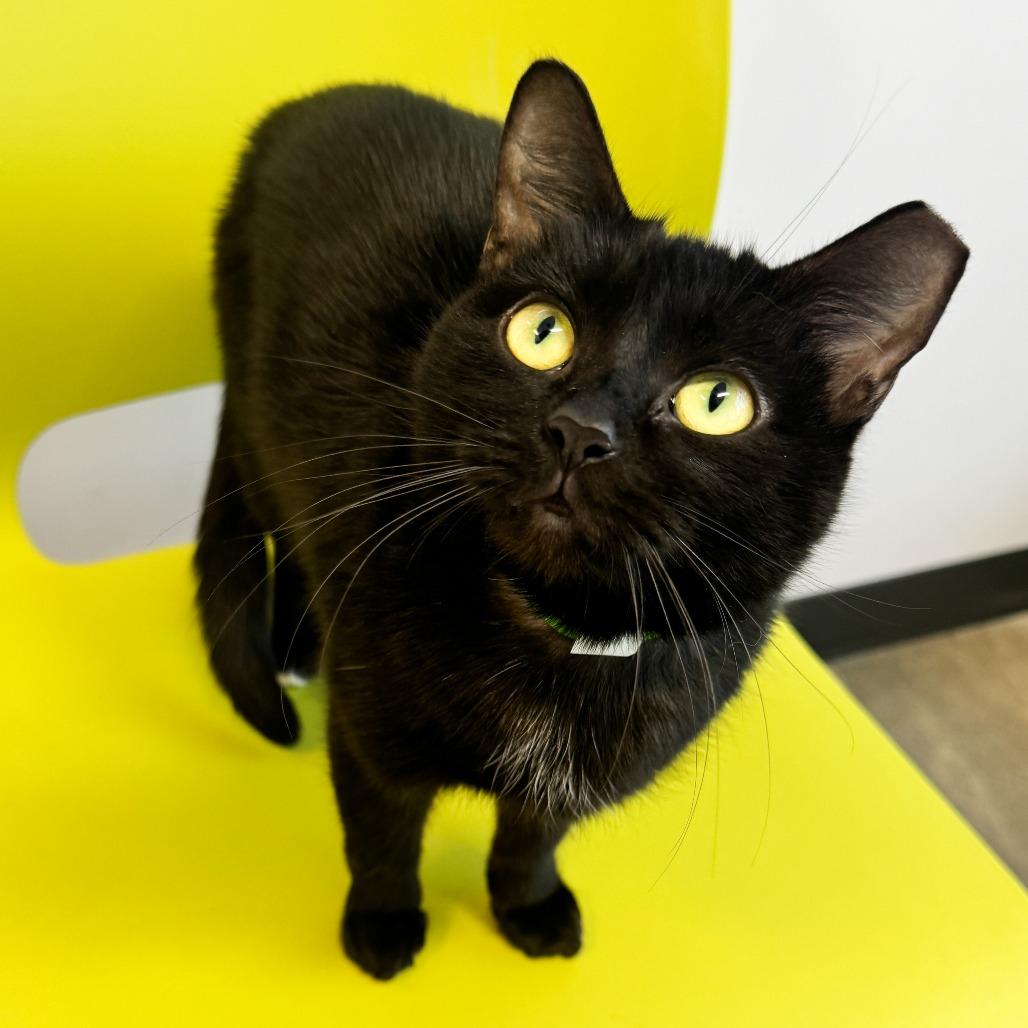 Fairy Godmother, Adoptable, Young Female Domestic Short Hair.