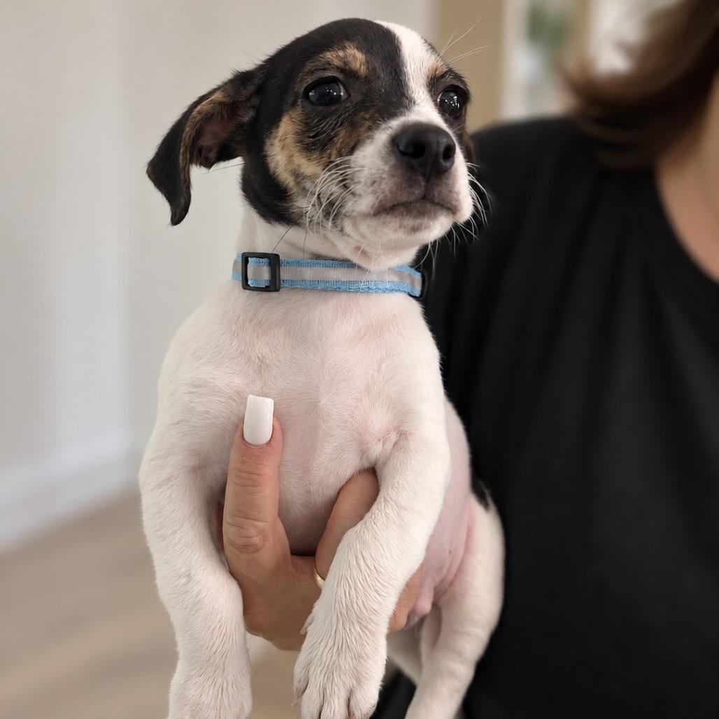 Raisin, Adoptable, Puppy Male American Staffordshire Terrier & Chihuahua.
