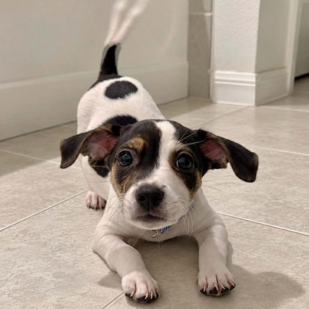 Enlarge Raisin, a Adoptable mixed breed in Tampa, FL image 2/3