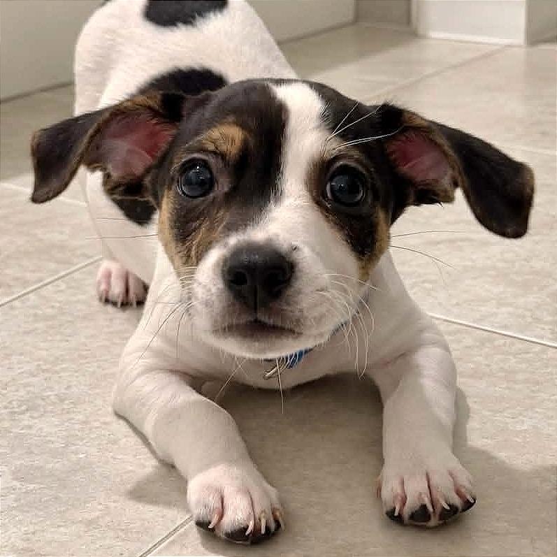 Enlarge Raisin, a Adoptable mixed breed in Tampa, FL image 3/3
