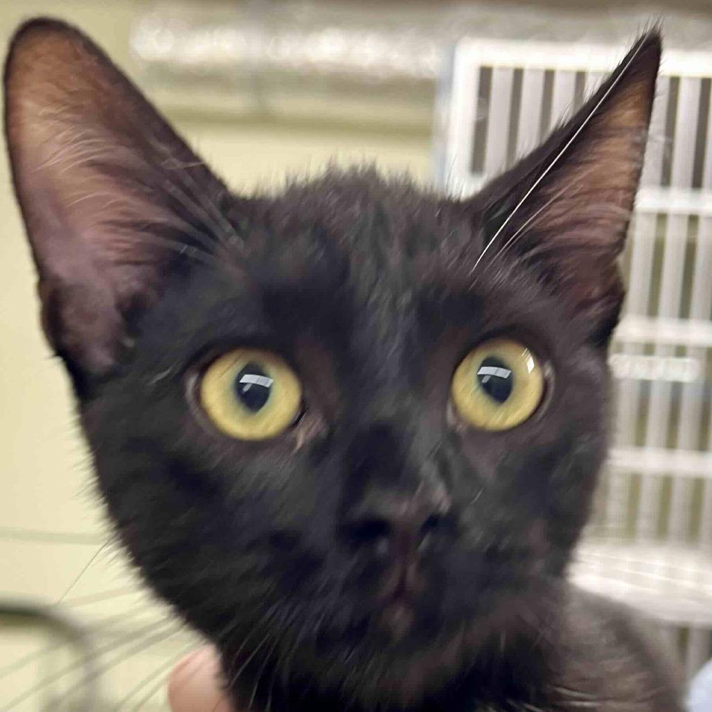 Enlarge Allie, a Adoptable Domestic Short Hair in Colorado Springs, CO image 2/3