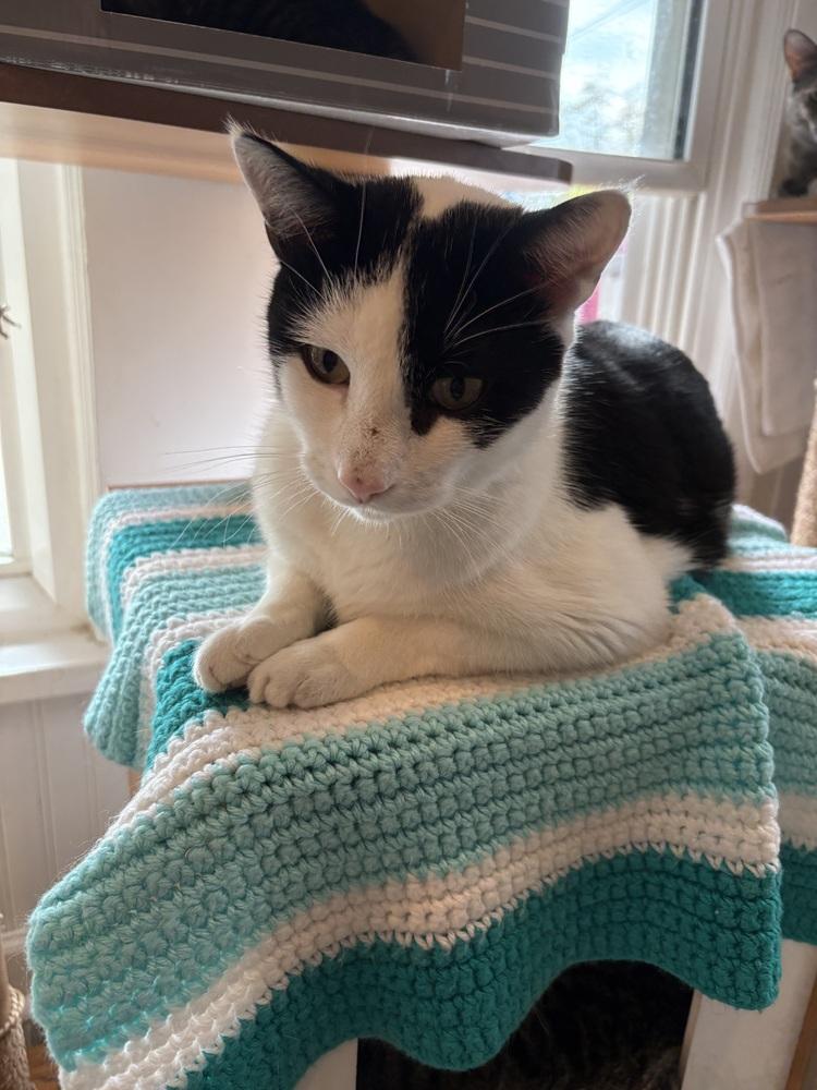 Dane, Adoptable, Young Male Domestic Short Hair.