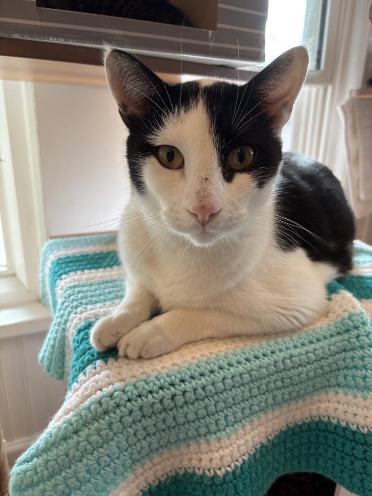 Enlarge Dane, a Adoptable Domestic Short Hair in Wheaton, IL image 3/6