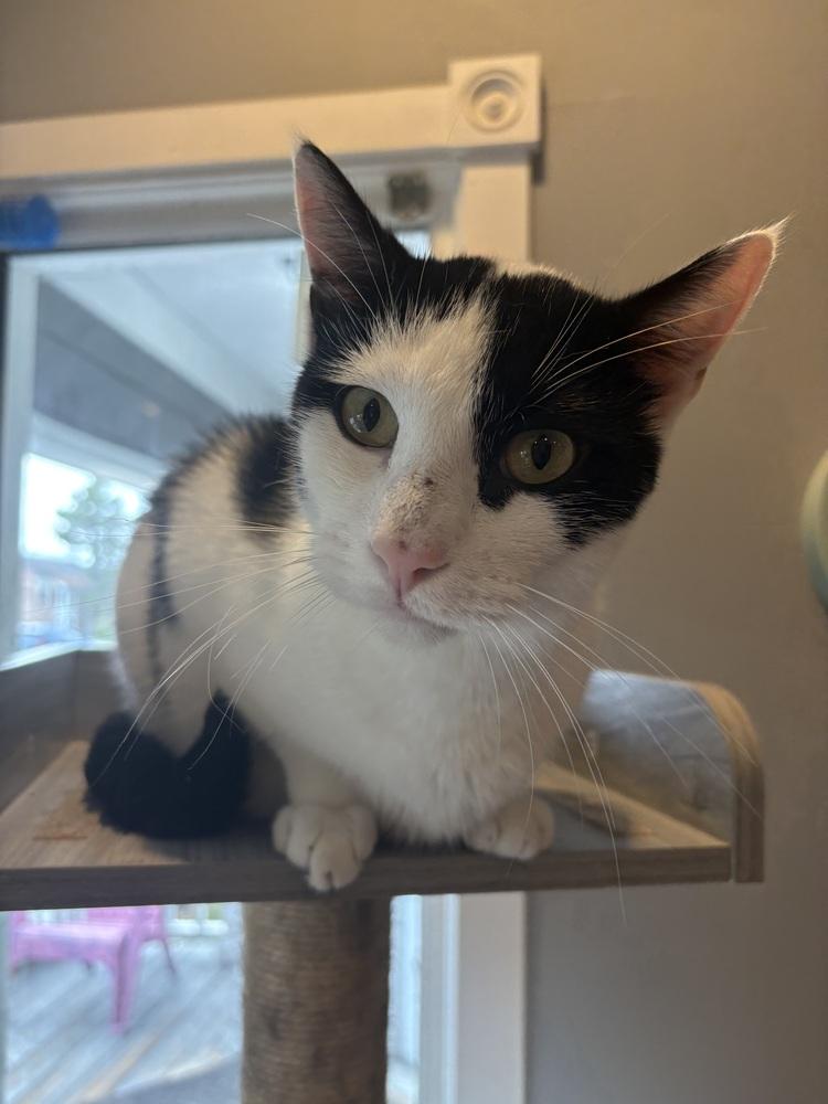 Enlarge Dane, a Adoptable Domestic Short Hair in Wheaton, IL image 6/6