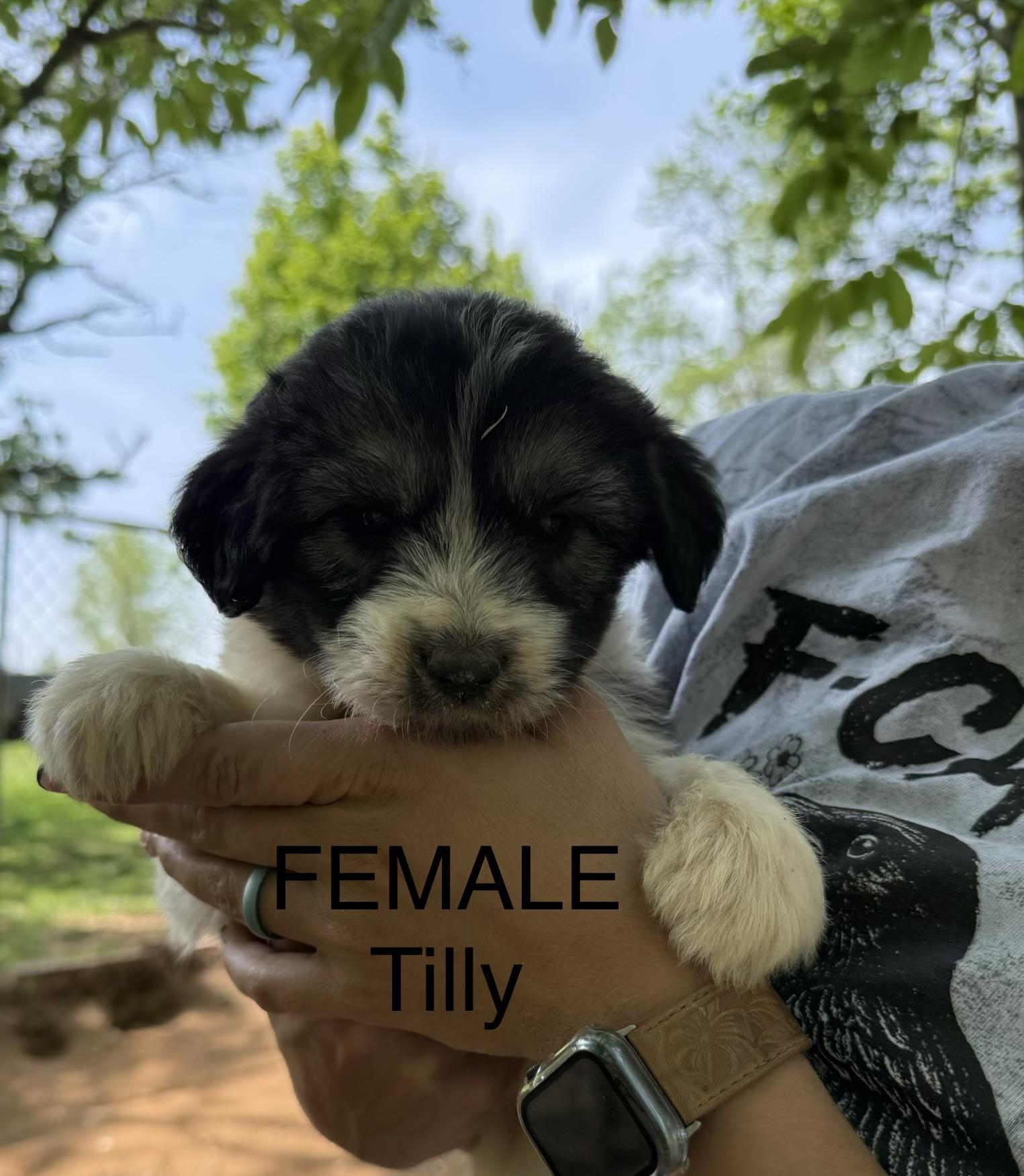 Enlarge Tilly, an adopted mixed breed in Stuart, VA image 1/1