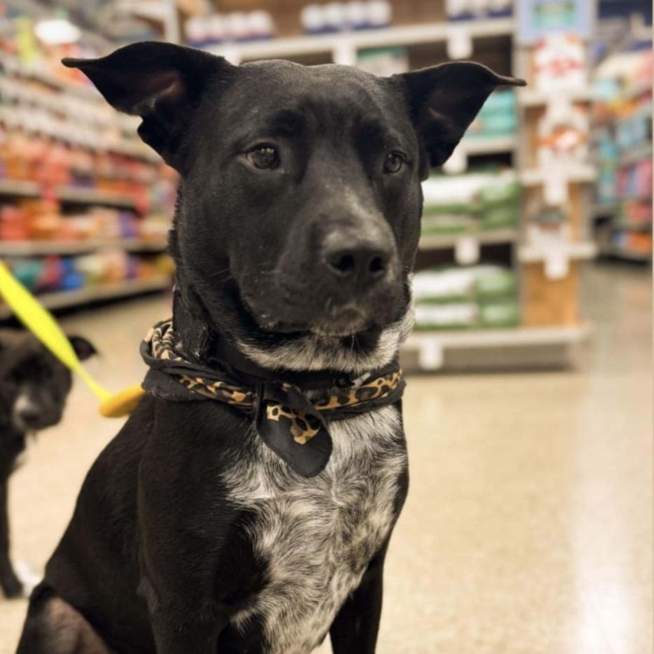 Sasha, Adoptable, Young Female Labrador Retriever.