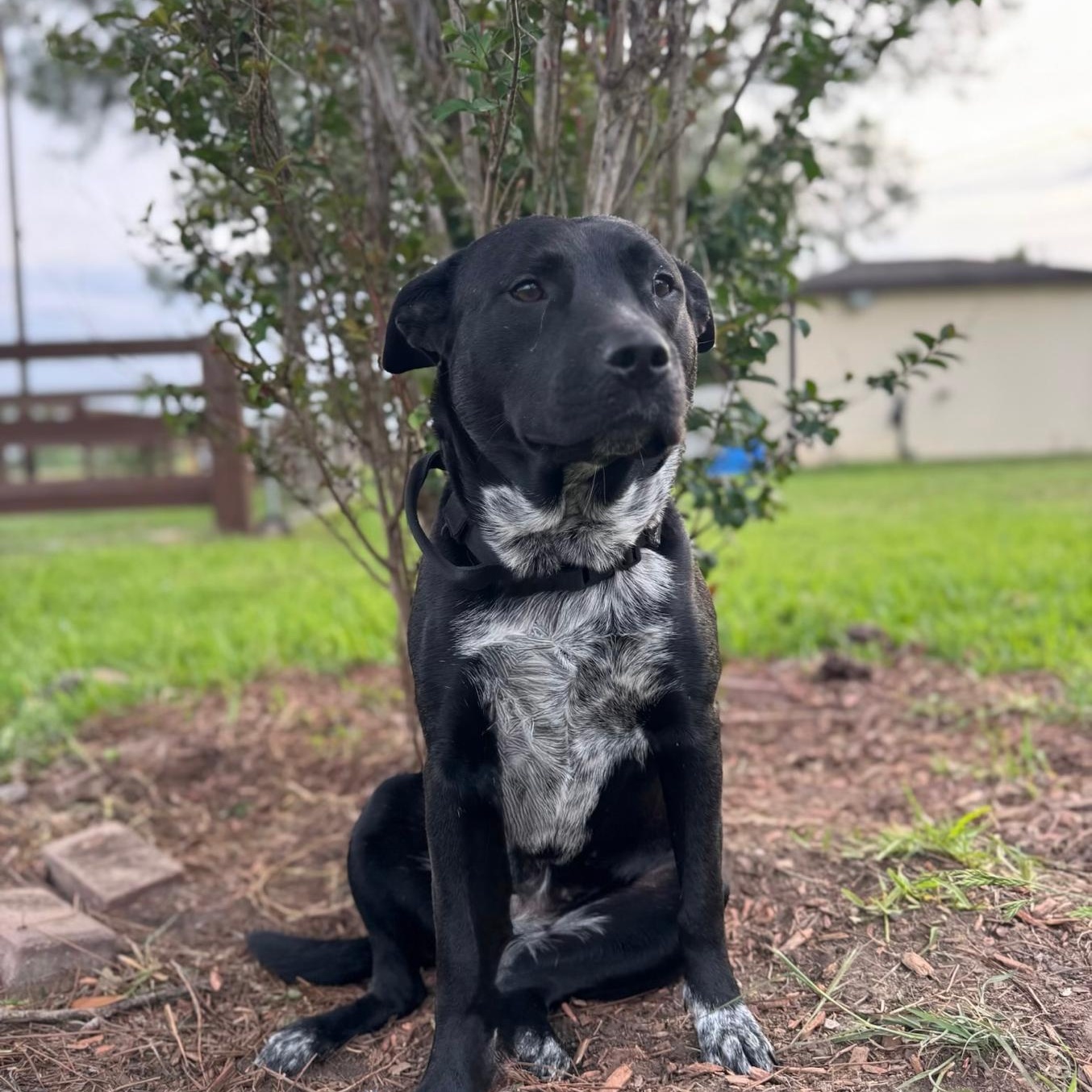 Sasha, a Adoptable mixed breed in Houston, TX image 2/3