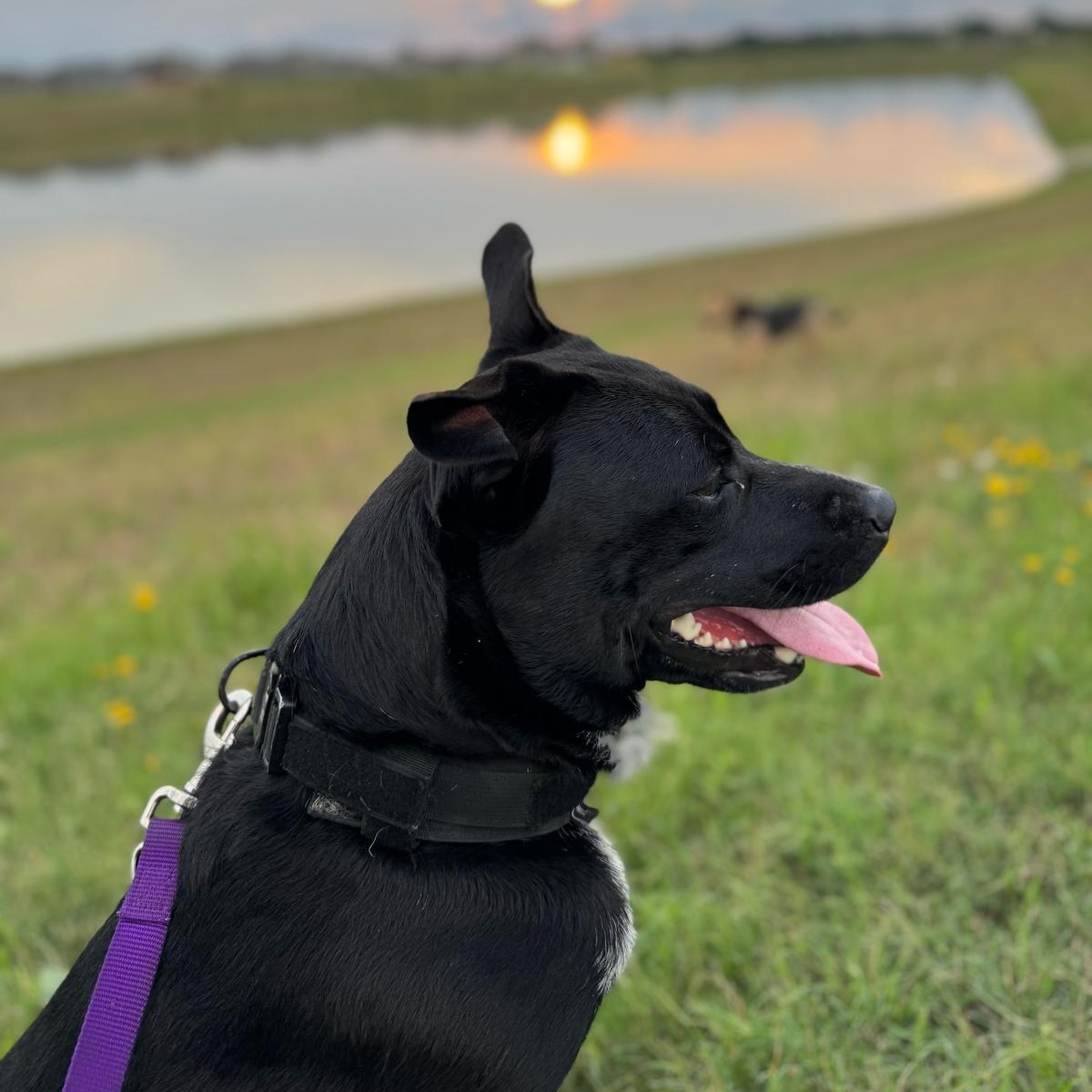 Sasha, a Adoptable mixed breed in Houston, TX image 3/3